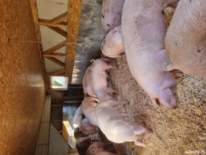 vand porci mari de diferite marimi  - imagine 3