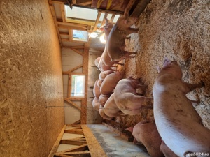 vand porci mari de diferite marimi  - imagine 2