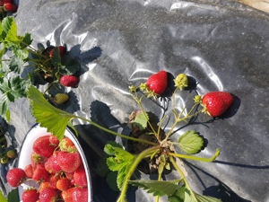 Stoloni capsuni care rodesc de 2-3 ori pe an 