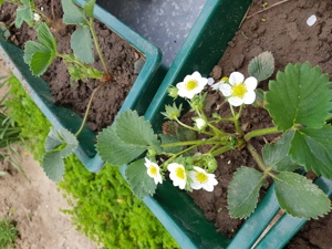 Stoloni capsuni care rodesc tot anul  - imagine 2