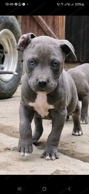 Pui  amstaff 