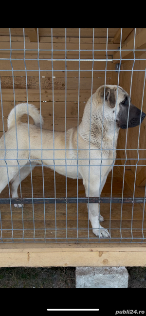femela kangal