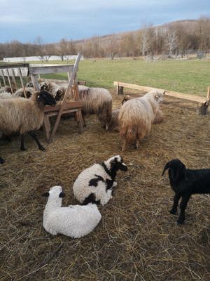 Oi de vanzare cu miei după ele - imagine 3 Oi de vanzare cu miei după ele - imagine 3