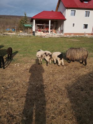 Oi de vanzare cu miei după ele - imagine 5 Oi de vanzare cu miei după ele - imagine 5