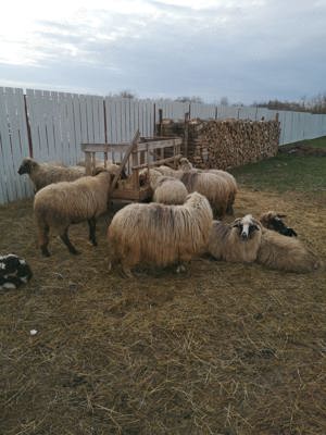 Oi de vanzare cu miei după ele - imagine 4 Oi de vanzare cu miei după ele - imagine 4