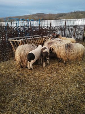 Oi de vanzare cu miei după ele - imagine 2 Oi de vanzare cu miei după ele - imagine 2