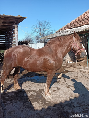 Vana iapa șarga 
