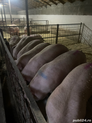 porci de vanzare  - imagine 2