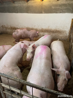 porci de vanzare  - imagine 5