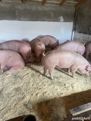 porci de vanzare  - imagine 3