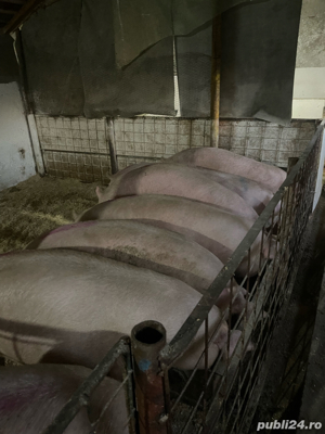 porci de vanzare  - imagine 4