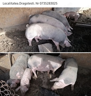 Porci Pietrani crescuți bioo
