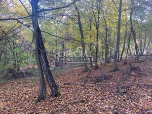 Teren Cu Padure de Foioase | 7700 Mp | Ocna Mures Cisteiu De Mures