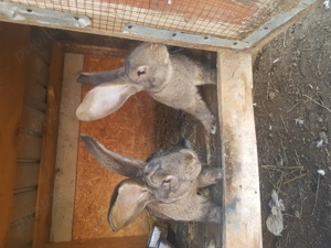 Iepuri caută alta casa - imagine 2