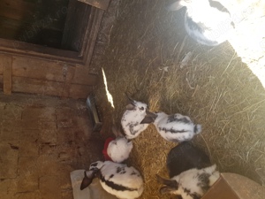 Iepuri caută alta casa - imagine 3