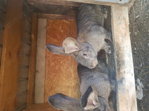 Iepuri caută alta casa - imagine 4