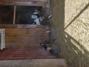 Iepuri caută alta casa - imagine 5