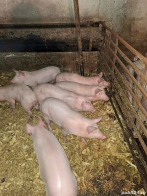 vand porci 