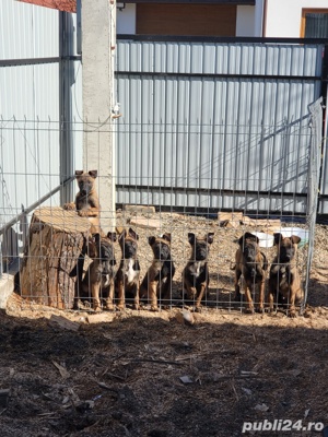 Belgian Malinois 