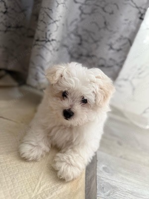 Vând pui bichon maltez 