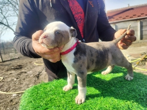 Puiuți Amstaff (femele)