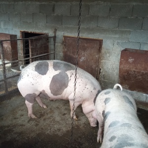 De vânzare scroafa pietrain - imagine 2