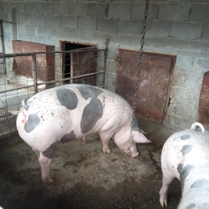 De vânzare scroafa pietrain