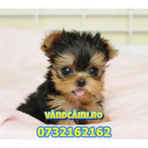Firma Autorizata-Yorkshire terrier toy de vanzare- factura,carnet,test,microcip,livrare la Bucuresti