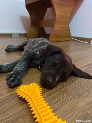 Pui Rasă Brac German