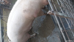 Vînd Porci - imagine 2