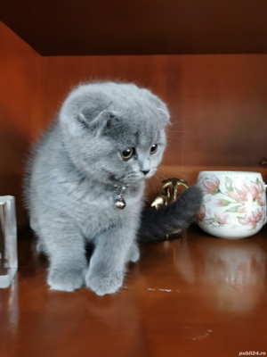 Scottish fold