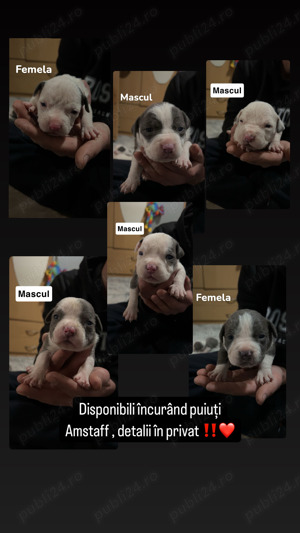 Puiuți Amstaff