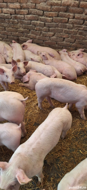 porci si purcei - imagine 2 porci si purcei - imagine 2