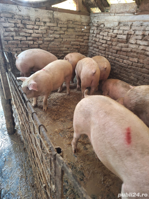 porci si purcei - imagine 3 porci si purcei - imagine 3