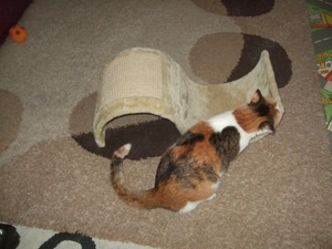 Jucărie pisici  - imagine 3