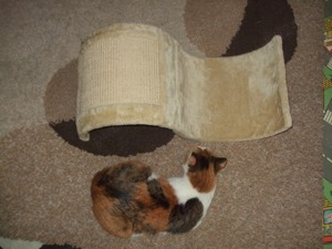 Jucărie pisici  - imagine 2