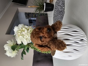 Pudel red 2 luni - imagine 5 Pudel red 2 luni - imagine 5