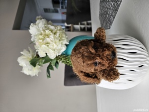 Pudel red 2 luni - imagine 4 Pudel red 2 luni - imagine 4