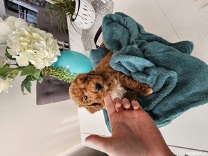 Pudel red 2 luni - imagine 6 Pudel red 2 luni - imagine 6