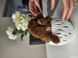 Pudel red 2 luni - imagine 2 Pudel red 2 luni - imagine 2