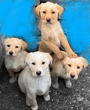 Catelusi Labrador 