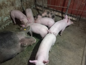 Vând purcei landrace cu pietrain preț 650 buc
