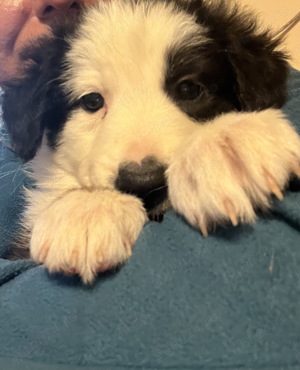Border collie cățeluși 