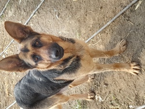 Pui ciobănesc german pur !!!!!!