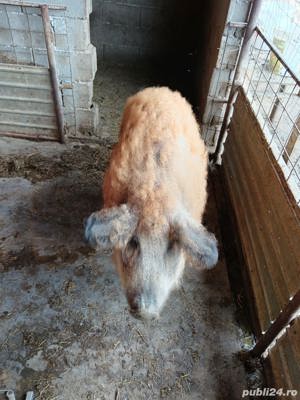 vând porci si purcei - imagine 4