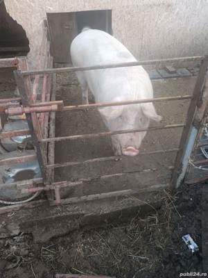 vând porci si purcei - imagine 5