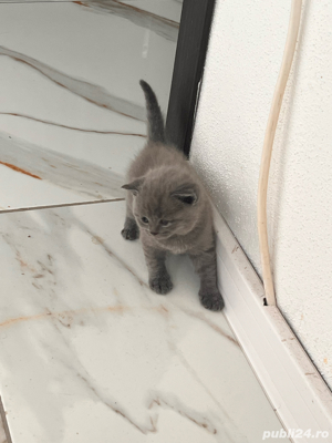 Scotish fold si british shorthair