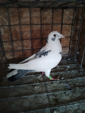 Porumbei voiajori 