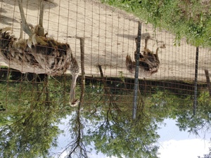 vând struti doua femele