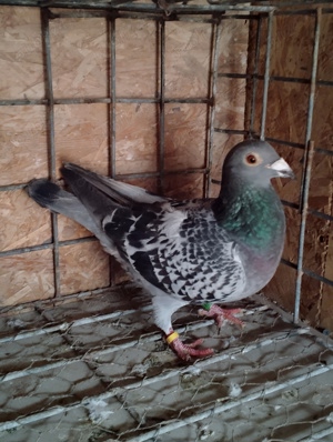 Porumbei voiajori 